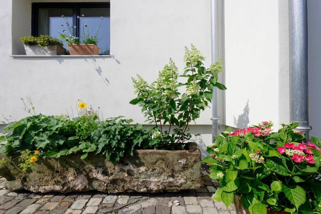 Ferienwohnung Gute Lage, 3 Raeder, Gruen, Familien Trier Exterior foto